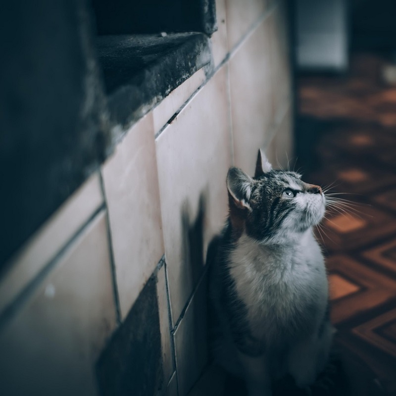 Common Pet Disputes during Divorce